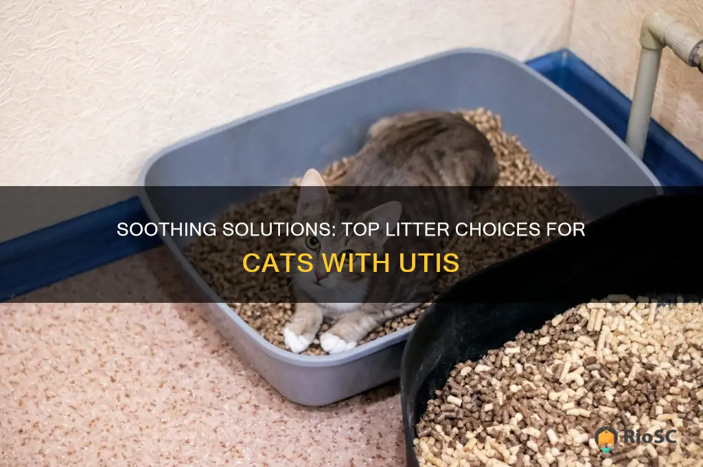 best litter for cat with uti