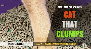 Gentle Paws: Top Clumping Litter Options for Declawed Cats