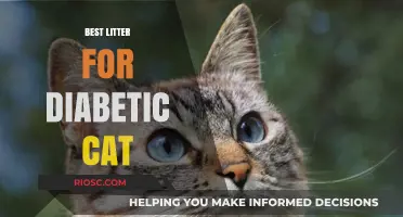 Top Picks: Best Litter Options for Diabetic Cats to Ensure Comfort and Hygiene