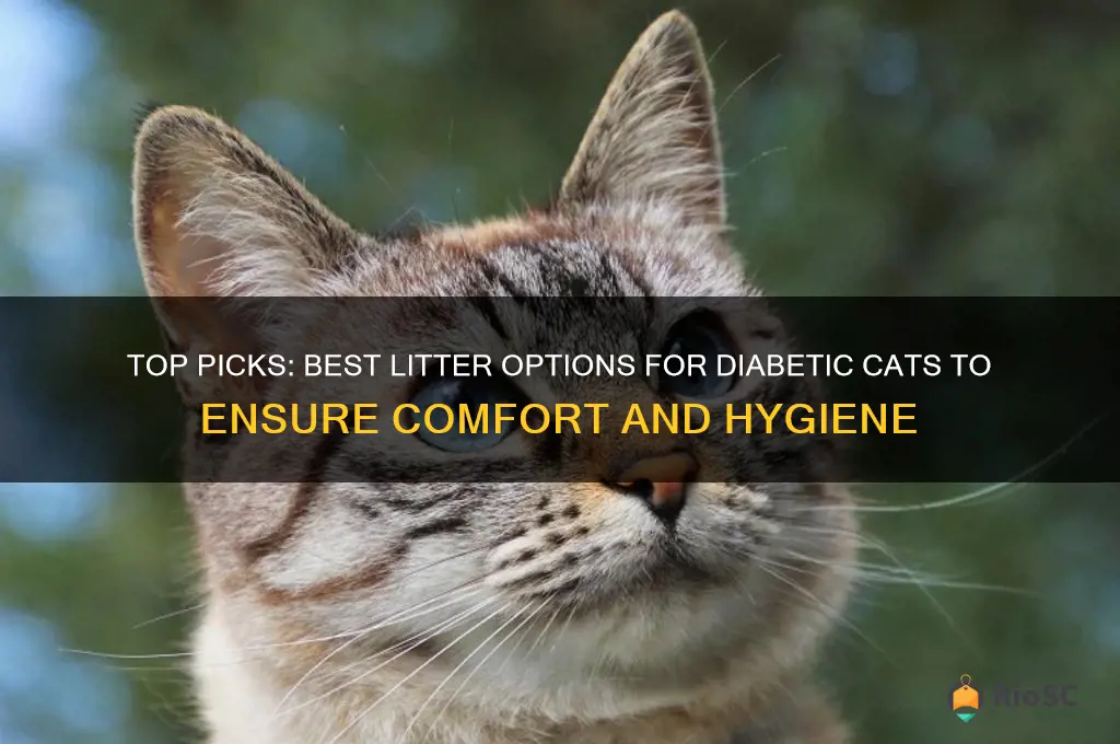 best litter for diabetic cat