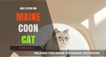 Top Litter Picks for Maine Coon Cats: Comfort, Size, and Odor Control