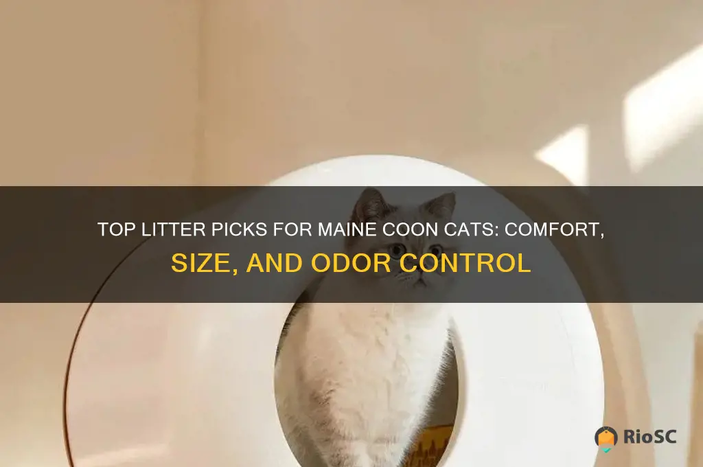 best litter for maine coon cat
