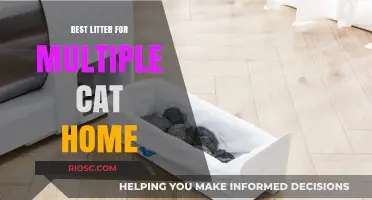 Top Picks for Multi-Cat Homes: The Best Litter Solutions for Harmony and Hygiene