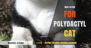 Purr-fect Paws: Choosing the Best Litter for Your Polydactyl Cat