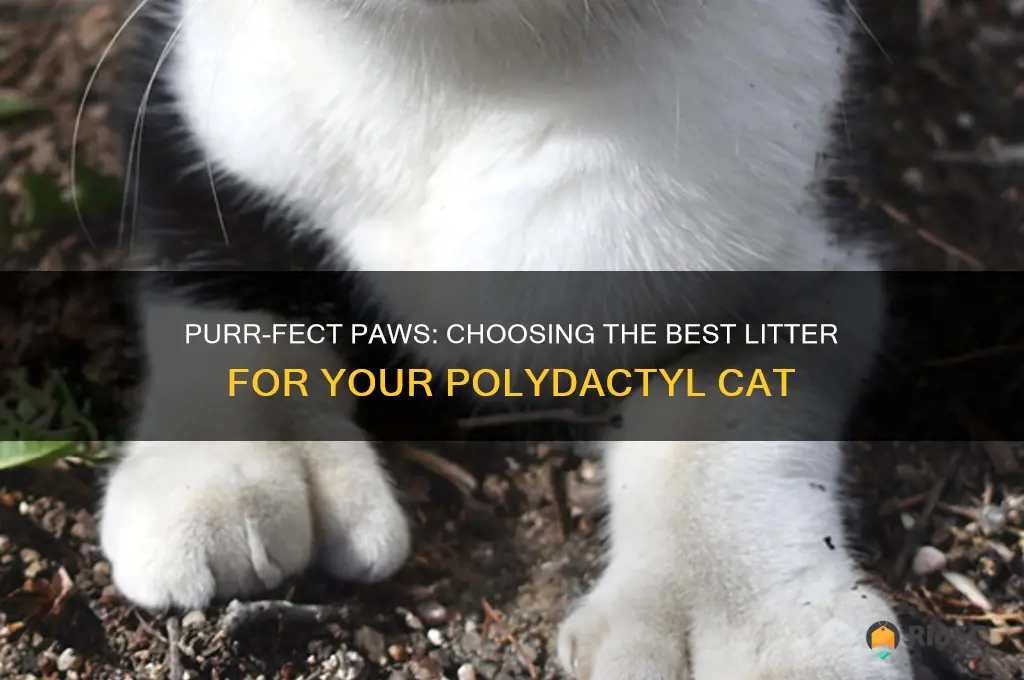 best litter for polydactyl cat