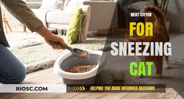 Allergy-Friendly Litter Solutions: Best Options for Cats That Sneeze