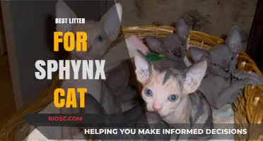 Top Litter Choices for Sphynx Cats: Keeping Your Hairless Feline Happy and Healthy