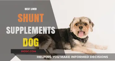Top Liver Shunt Supplements for Dogs: Supporting Canine Health and Vitality