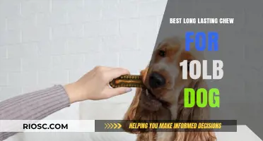 Top Durable Chew Options for Small Dogs: Perfect for 10-Pound Pups