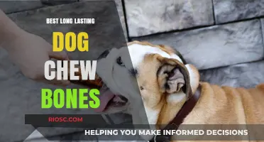 Top-Rated Long-Lasting Dog Chew Bones to Keep Your Pup Entertained and Healthy