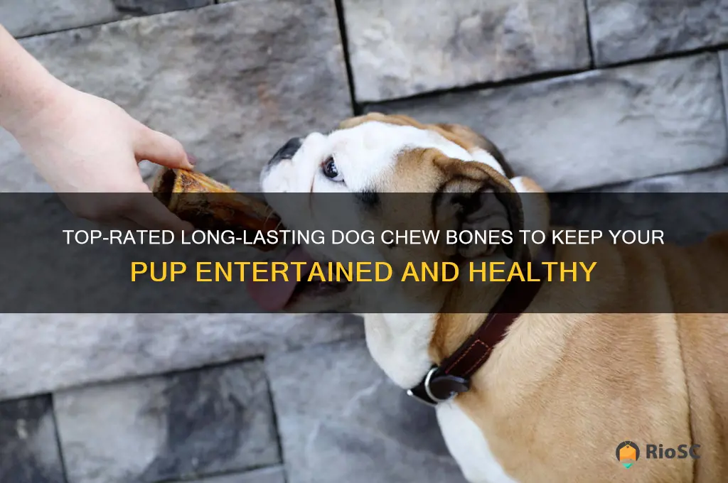 best long lasting dog chew bones