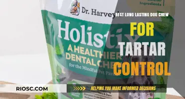 Tartar-Busting Treats: Top Long-Lasting Dog Chews for Optimal Dental Health
