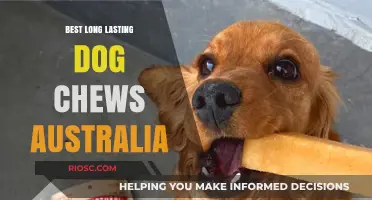 Top Long-Lasting Dog Chews in Australia: Durable Treats to Keep Your Pup Busy and Happy