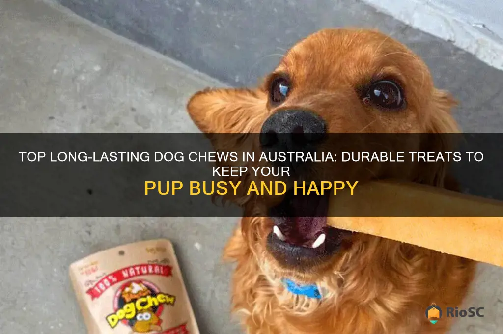 best long lasting dog chews australia