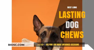 Top Durable Dog Chews: Long-Lasting Treats to Keep Your Pup Entertained and Satisfied