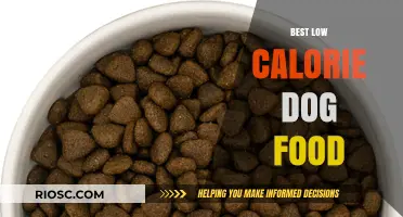 Nutritious and Light: Top Low-Calorie Dog Food Options for a Healthy Canine Diet