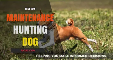 Top Low-Maintenance Hunting Dogs: Perfect Companions for Busy Hunters
