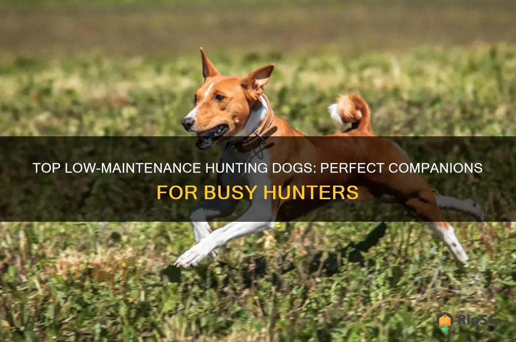 best low maintenance hunting dog
