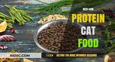 Exploring the Best Low Protein Cat Food Options for Optimal Feline Health