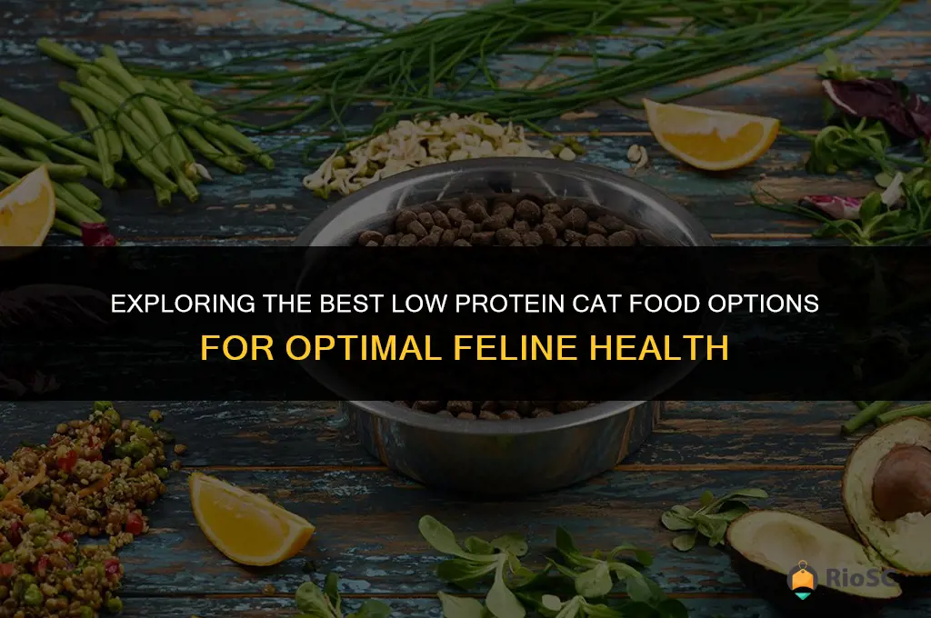 best low protein cat food
