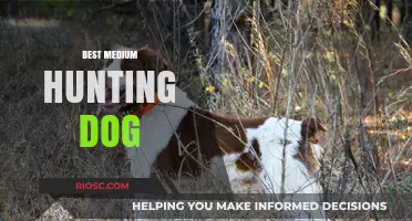 Top Medium Hunting Dog Breeds: Perfect Companions for the Field and Home