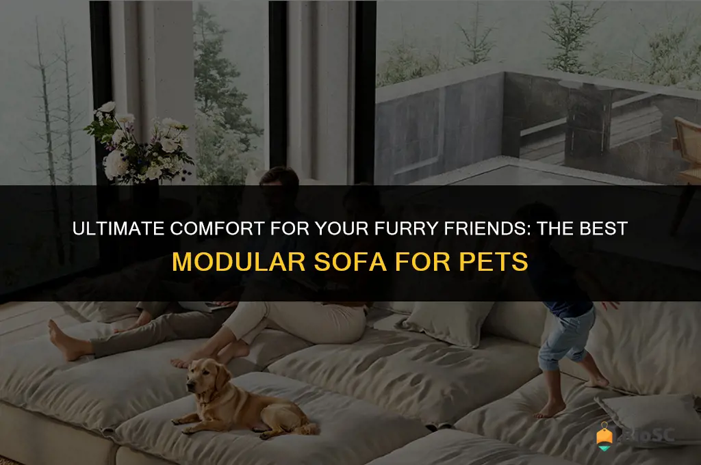 best modular sofa for pets