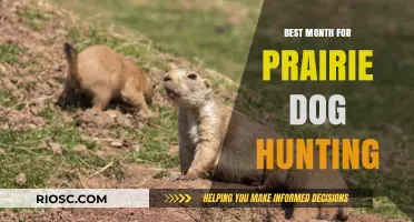 Optimal Timing for Prairie Dog Hunting: Discover the Best Month for a Successful Hunt