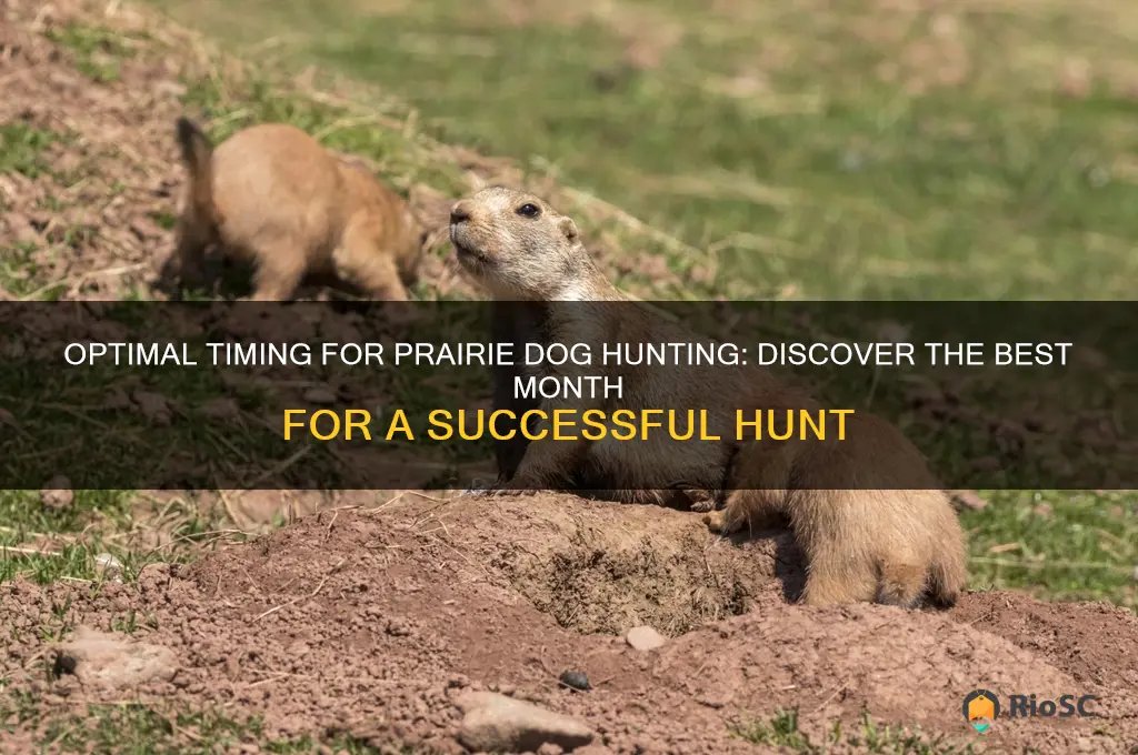 best month for prairie dog hunting