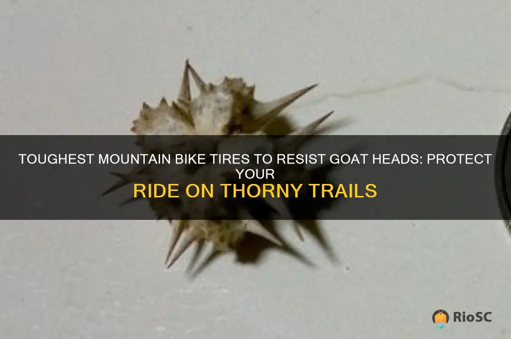 best mountain bike tires for goat heads