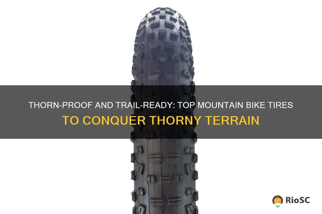 best mountain bike tires for thorns