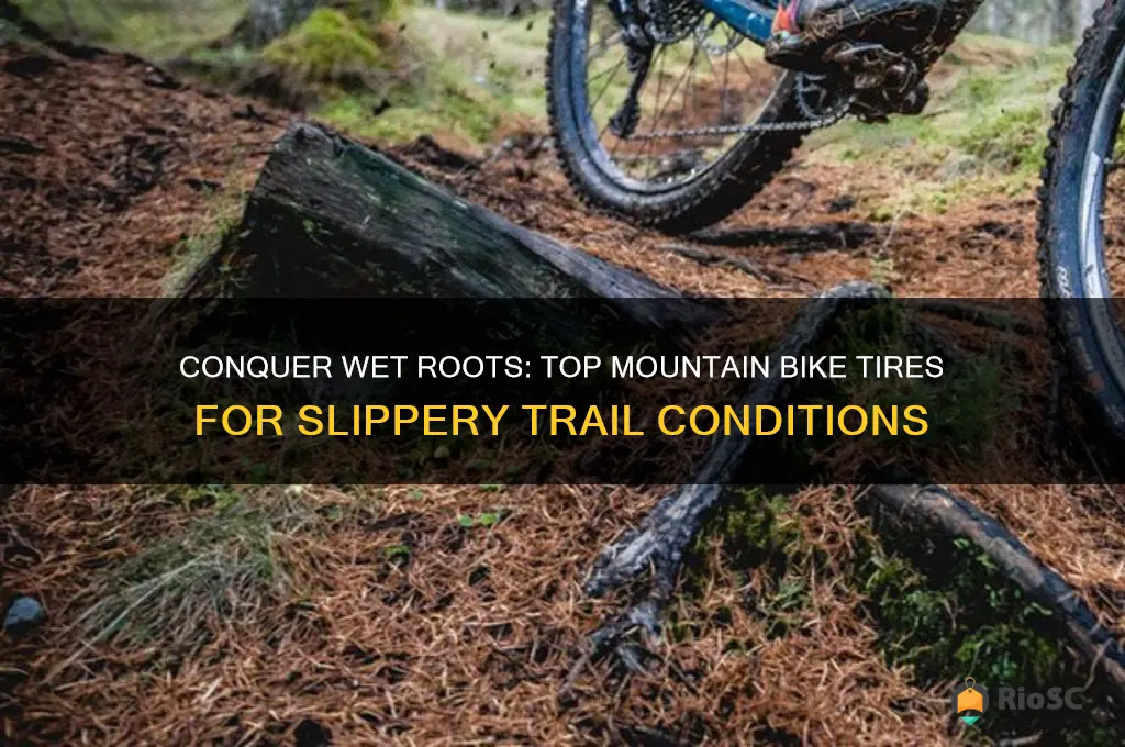 best mountain bike tires for wet roots