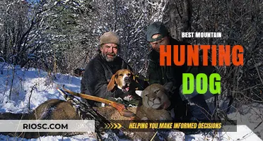 Top Mountain Hunting Dogs: Breeds That Excel in Rugged Terrain and Challenging Hunts