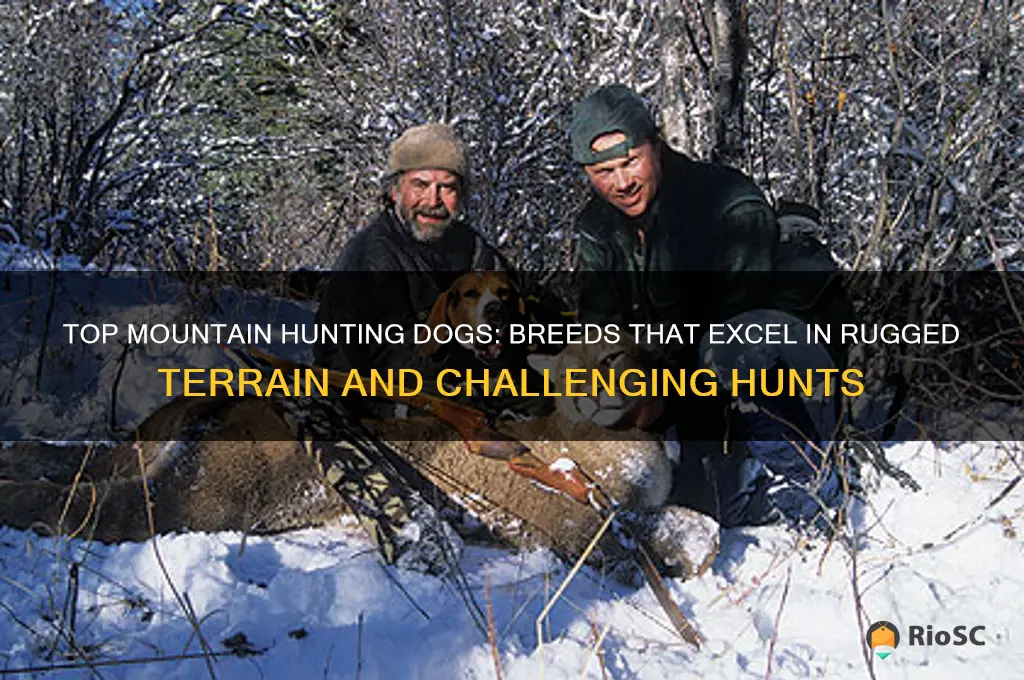 best mountain hunting dog