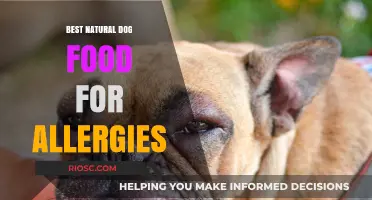 Natural Dog Food Solutions: Top Picks for Managing Canine Allergies