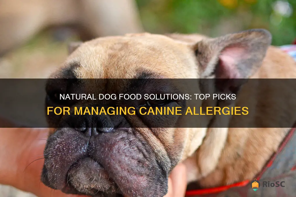 best natural dog food for allergies