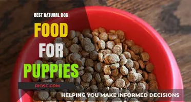 Nourishing Growth: Top Natural Dog Food Picks for Puppies