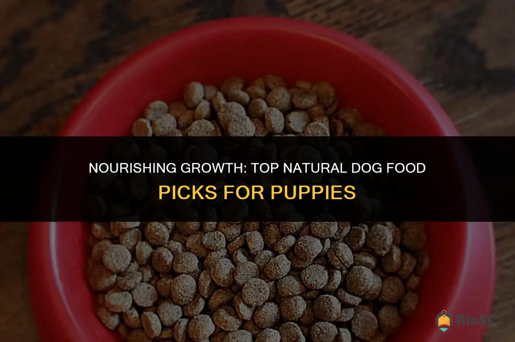 best natural dog food for puppies