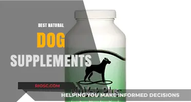 Top Natural Dog Supplements to Boost Your Pet's Health and Vitality