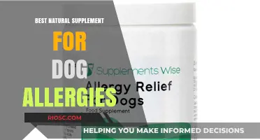 Natural Relief for Dog Allergies: Top Supplements to Soothe Your Pet's Discomfort