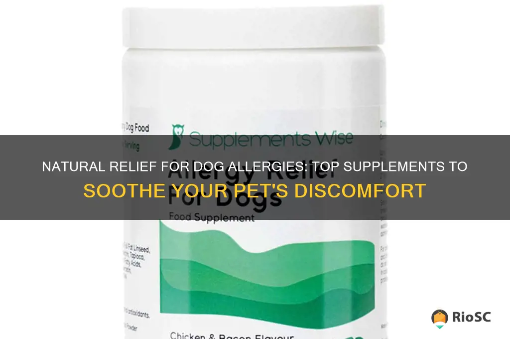 best natural supplement for dog allergies