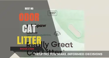 Fresh and Clean: Discover the Best No Odor Cat Litter for a Scent-Free Home
