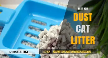 Top Non-Dust Cat Litter Options for a Cleaner, Healthier Home