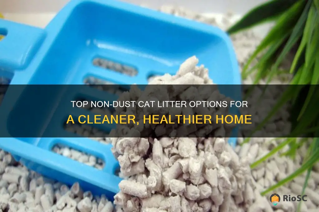 best non dust cat litter