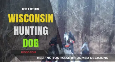 Top Northern Wisconsin Hunting Dog Breeds: Expert Picks for the Ultimate Outdoor Companion