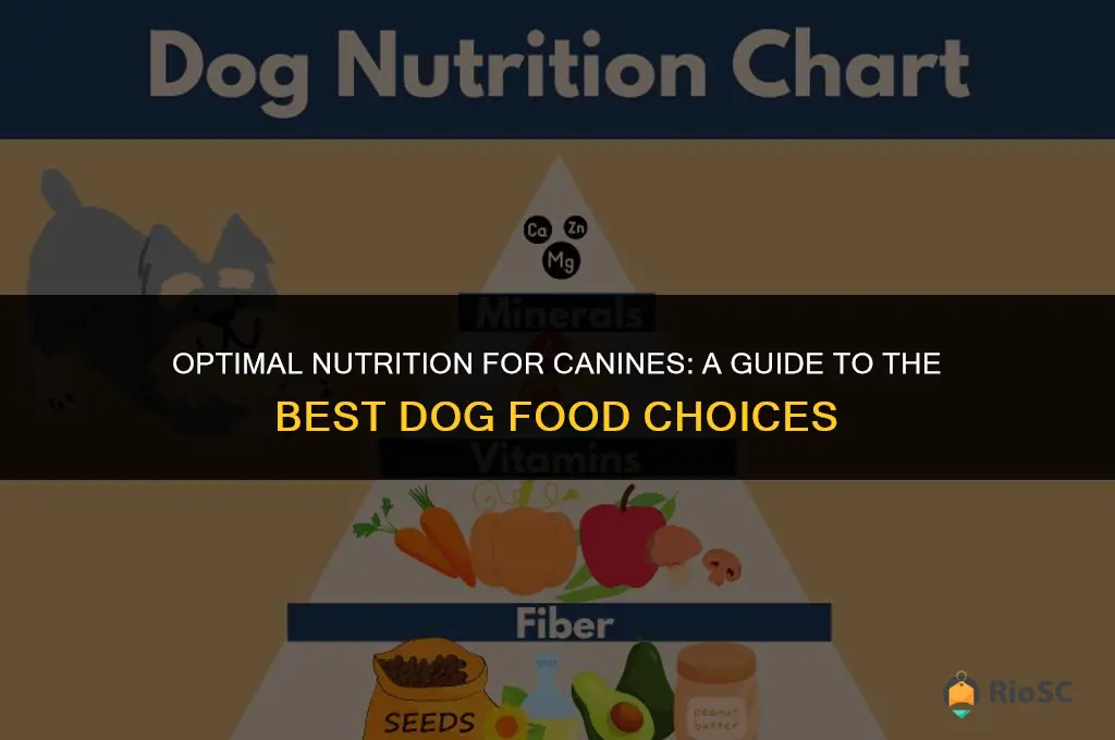 best nutrition dog food