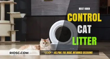 Top Odor-Control Cat Litter Options for a Fresh and Clean Home