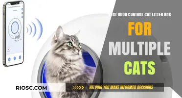 Ultimate Odor Control: Top Cat Litter Box Solutions for Multi-Cat Households