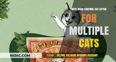 Top Odor-Neutralizing Cat Litter Solutions for Multi-Cat Households