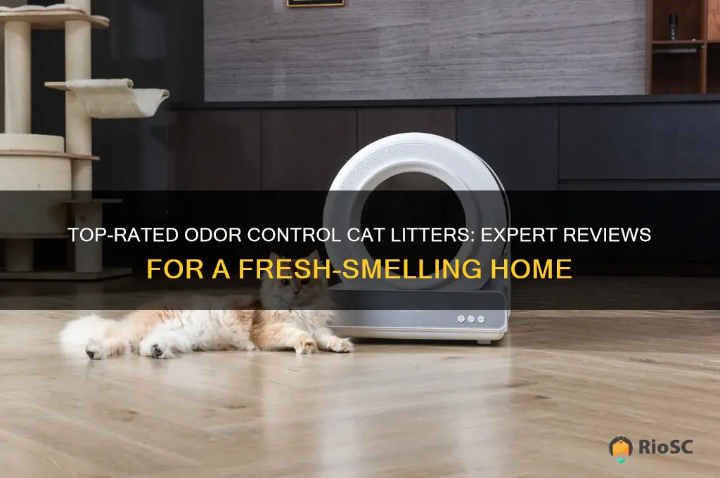 best odor control cat litter reviews