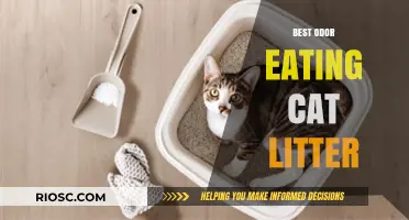 Top Odor-Eating Cat Litters: Eliminate Smells and Keep Your Home Fresh